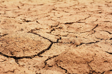 Szkody spowodowane przez suszę w uprawach rolnych